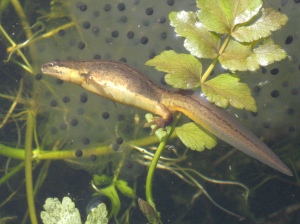 smooth newt laying her eggs