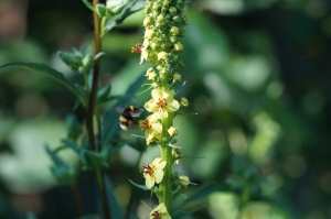 Bumblebee on Verbascum nigrum