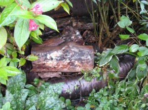 Dead wood shelter for amphibians