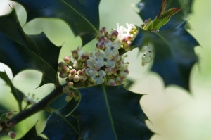 Male Holly in flower