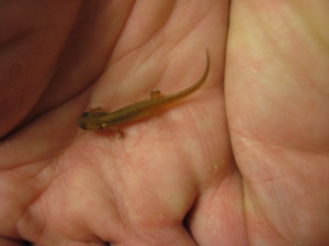 Young smooth newt