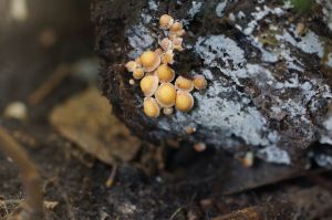 fungi 1